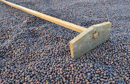 bonga1965/Shutterstock.com