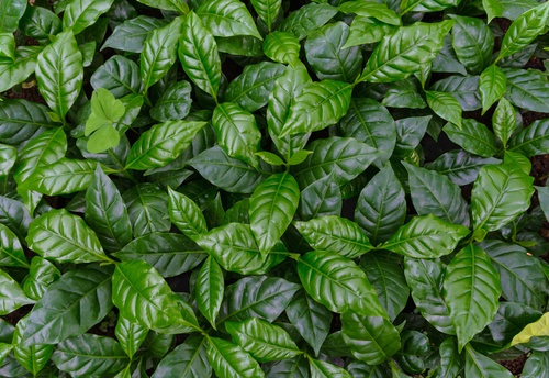 Torjrtrx/Shutterstock.com