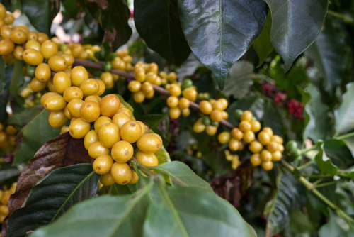 Nelson Akira Ishikawa/Shutterstock.com