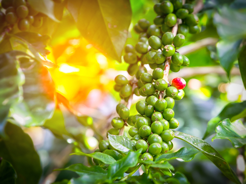 KARNSTOCKS/Shutterstock.com