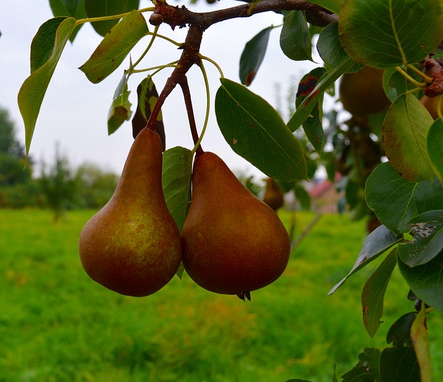 pears-1679718_640