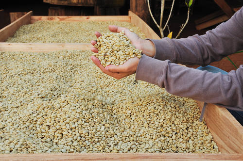 bonga1965/Shutterstock.com